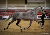 W LUNA DE TORRELUNA, DE Y. CENTURION, MM  YEGUAS DE  5 Y 6 A